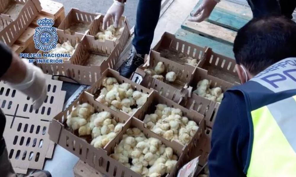 Μαδρίτη: Νεκρά χιλιάδες εγκαταλελειμμένα κοτοπουλάκια στο αεροδρόμιο